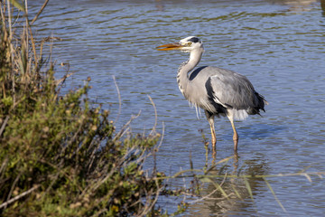 Obraz premium Grey heron in the Camargue in France