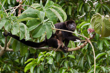 Mantled Howler, Alouatta palliata, with baby clinging