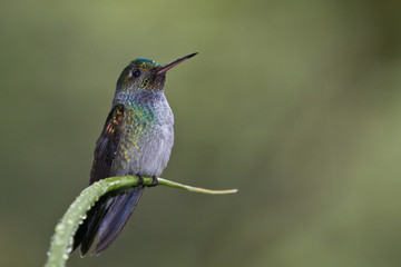 Blue-Chested Hummingbird, Amazilia amabilis, perched