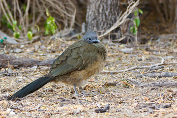 Plain Chachalaca, Ortalis vetula