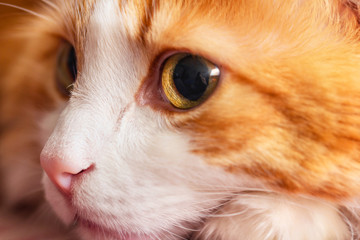 Muzzle red cat close-up