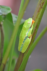 Grosse Grenouille, Costa Rica