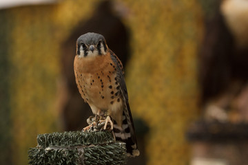 American Kestrel, Falco sparverius, captive