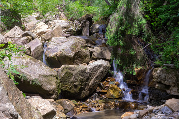 stream in forest