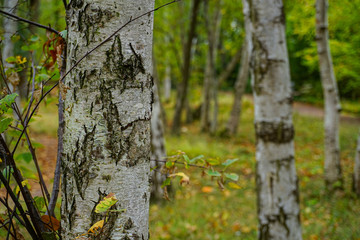 Obraz premium birch in the forest