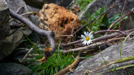 Obraz premium frog in the forest