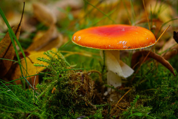 mushroom in the forest