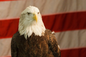 Bald Eagle in front of American Flag
