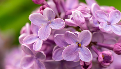 Naklejka na ściany i meble closeup of purple flower