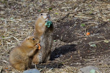 Black-tailed Prairie Dogs,  captive