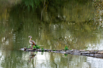 Nilgans auf einen natürlichen Steg an der Lahn in Lahnau
