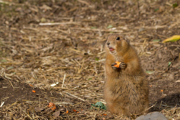 Fototapeta premium Black-tailed Prairie Dog, Suricata suricatta, captive