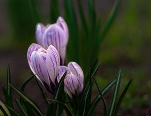 spring primroses of different colors in a forest strip