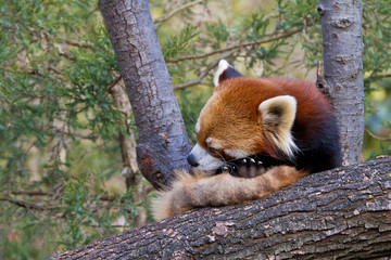 Fototapeta premium Firefox, Ailurus fulgens (captive)