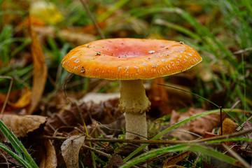 mushroom in the forest