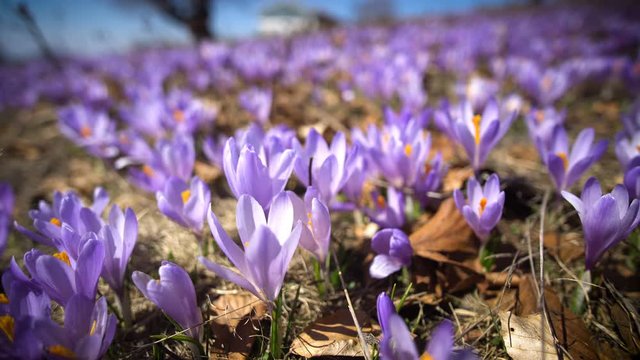 Spring flowers corcus  on the meadow