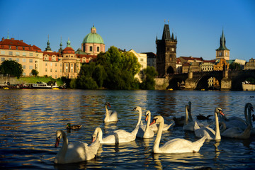 Naklejka premium White swans near Charles Bridge in Prague