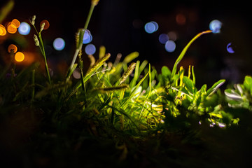 Fototapeta na wymiar grass at night in the light