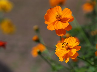 マリーゴールドの花