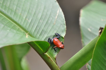 Petite Grenouille rouge, Costa Rica