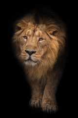 Lion male is a large predatory strong and beautiful cat with a magnificent mane of hair.