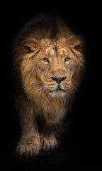 Fototapeta premium Way out of the night. Lion is a large predatory strong and beautiful cat with a magnificent mane of hair. isolated black background