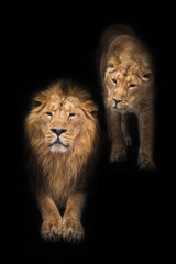 Male and his wife. (King and queen) Lion is a large predatory strong and beautiful cat with a magnificent mane of hair. isolated black background