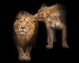 Naklejka na ściany i meble Male and his wife. (King and queen) Lion is a large predatory strong and beautiful cat with a magnificent mane of hair. isolated black background
