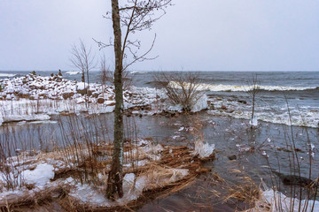 a tree on the ice of a shore of a winter lake