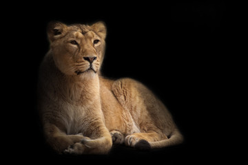 Fototapeta na wymiar Lioness is a large predatory strong and beautiful African cat. isolated black background
