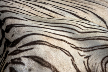 Textures and skins of white tiger.