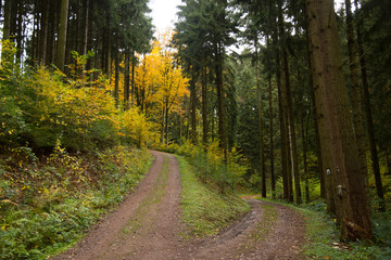 Herbstlicher Schwarzwald