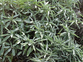 Salvia officinalis, plants and flowers by autumn, Zagreb, Croatia, Europe