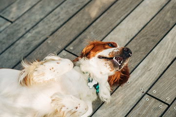 White and red beautiful Cocker Spaniel resting on aterrace, lying on the back