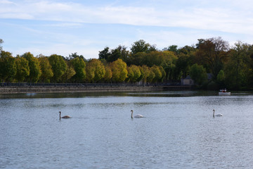 Cygnes sur un étang avec fond automnal