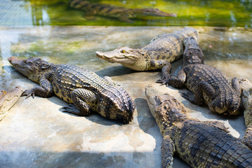Crocodiles with disabilities without a tail