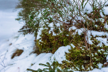 moss and green plants on a small hill sticking out from under the snow