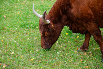 brown old horned cow