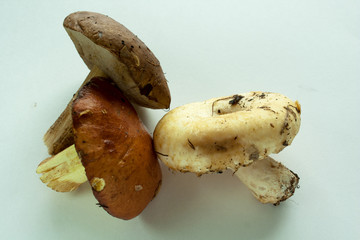 fresh mushrooms on white background