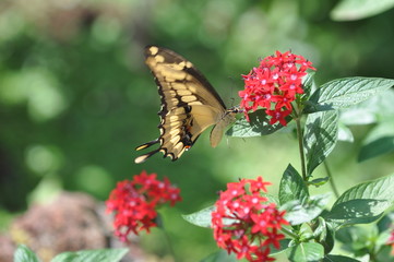 Papillon butinant sur une feuille,Costa Rica