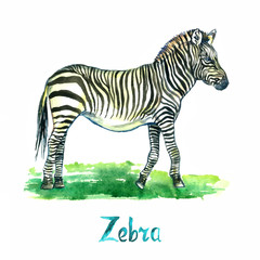 Fototapeta na wymiar Zebra standing, side view, handpainted watercolor illustration isolated on white, element for design