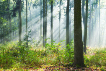 Fototapeta premium Autumn morning in old forest