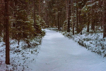 winter gloomy road in snowy forest