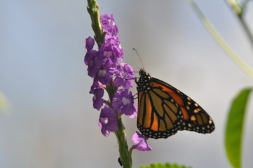Papillon butinant sur une fleur,Costa Rica