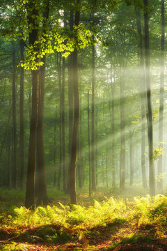 Fototapeta Autumn morning in old forest