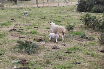 sheep and lamb