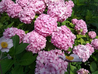 Blooming pink hortensia. Closeup  Hydrangea flower with green leaves. Can be used as a background