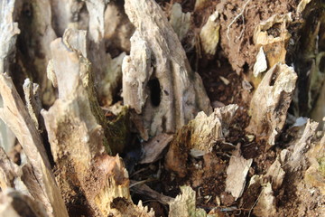 fungus on tree