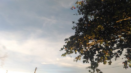 A tree in the afternoon sunlight