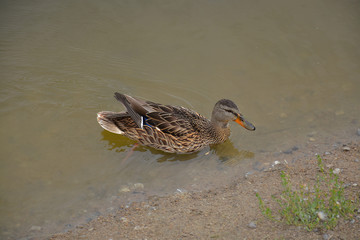 duck in the water